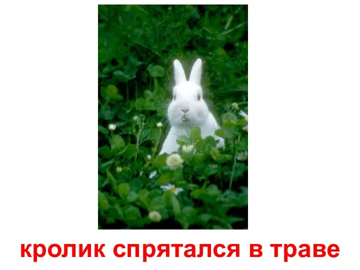 кролик спрятался в траве
