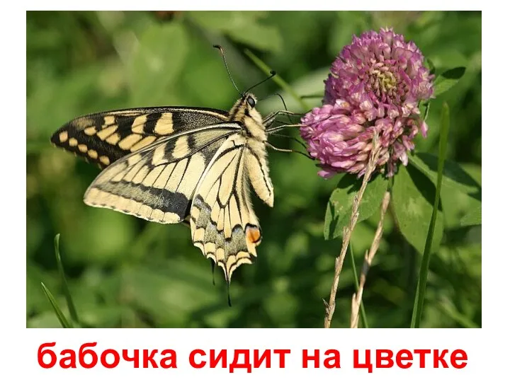 бабочка сидит на цветке