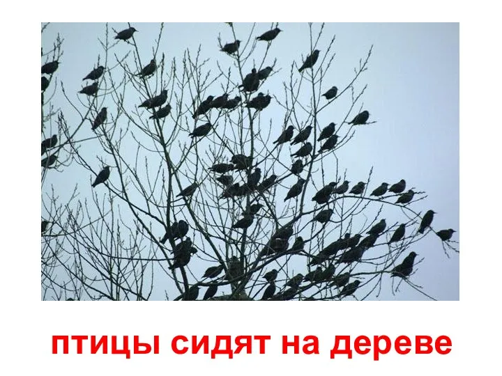 птицы сидят на дереве