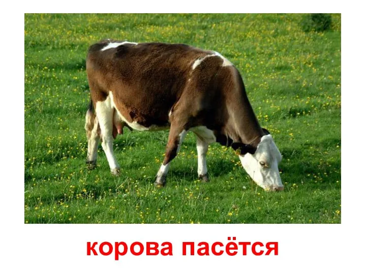 корова пасётся