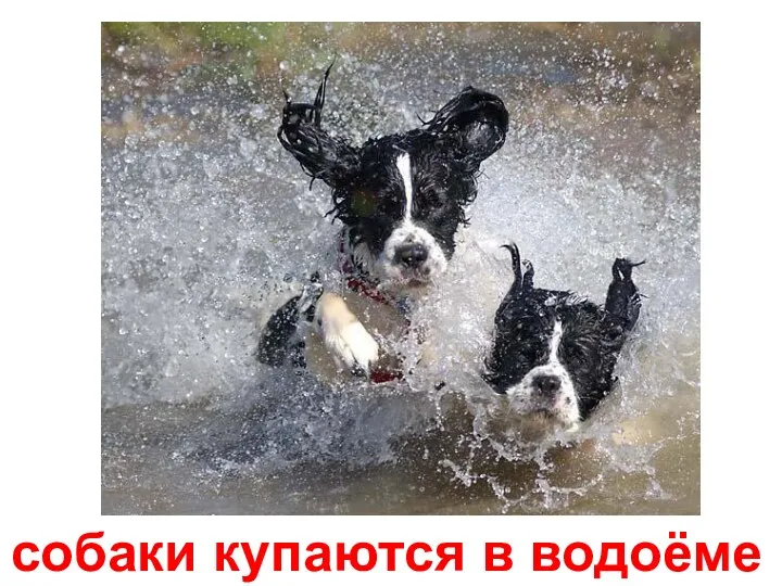 собаки купаются в водоёме