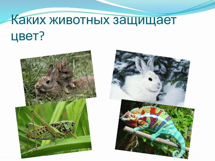 Каких животных защищает цвет?