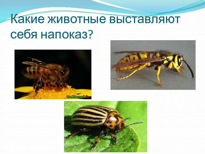 Какие животные выставляют себя напоказ?