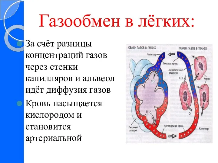 Газообмен в лёгких: За счёт разницы концентраций газов через стенки