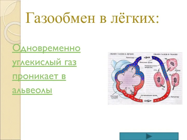 Газообмен в лёгких: Одновременно углекислый газ проникает в альвеолы