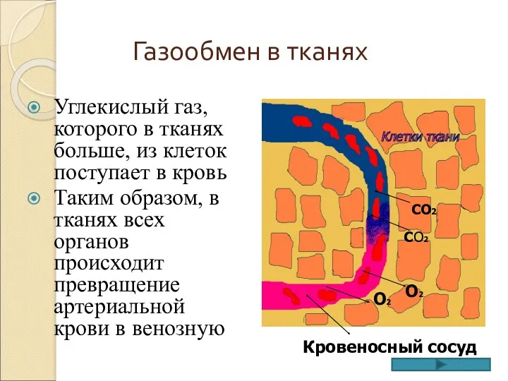 Газообмен в тканях Углекислый газ, которого в тканях больше, из