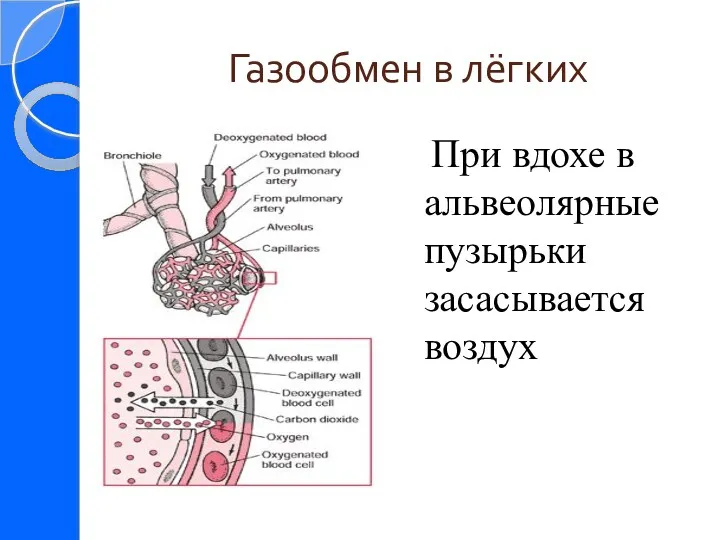 Газообмен в лёгких При вдохе в альвеолярные пузырьки засасывается воздух