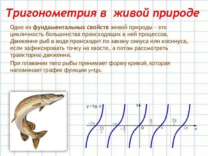 Тригонометрия в живой природе Одно из фундаментальных свойств живой природы