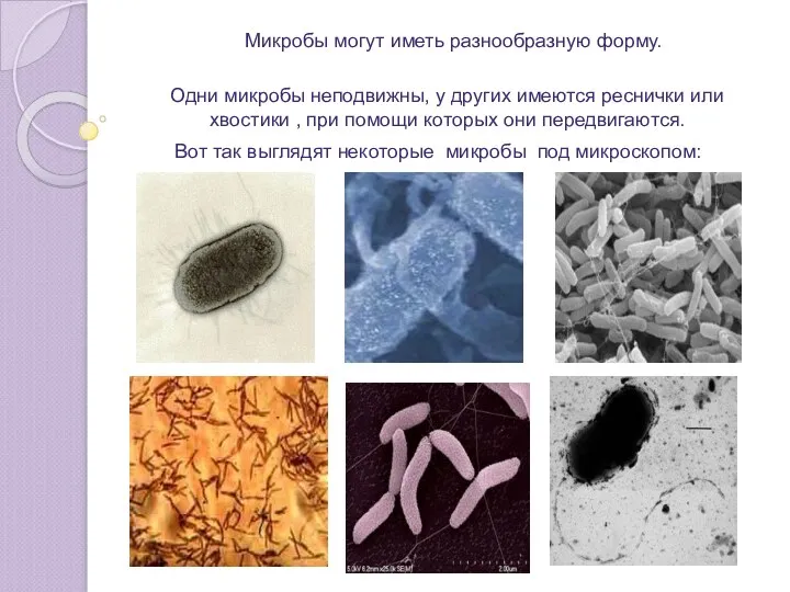 Микробы могут иметь разнообразную форму. Одни микробы неподвижны, у других