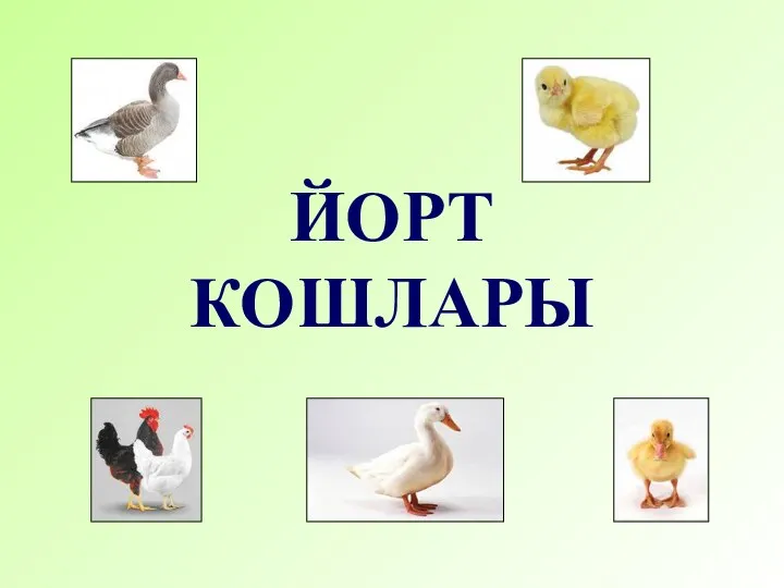 ЙОРТ КОШЛАРЫ