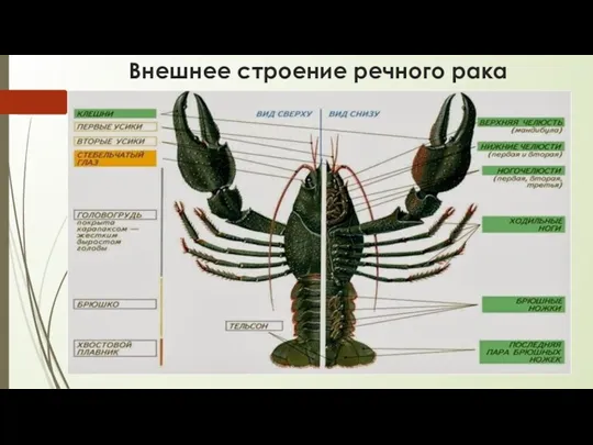 Внешнее строение речного рака