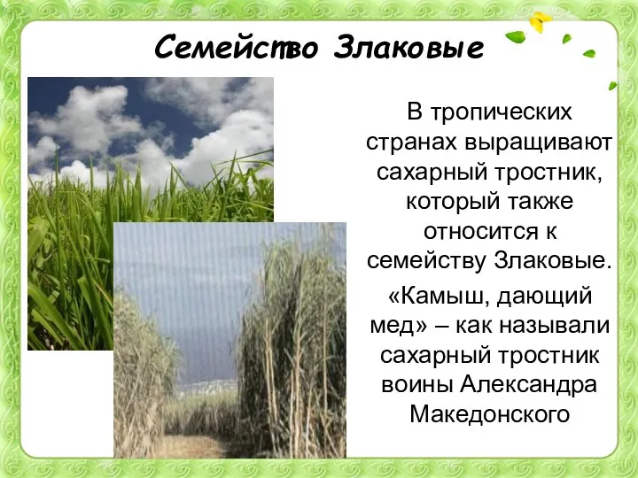 Семейство Злаковые В тропических странах выращивают сахарный тростник, который также относится к семейству