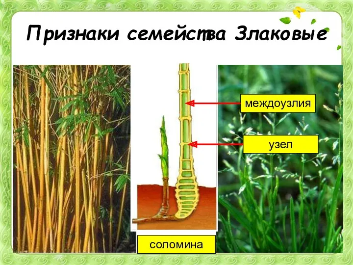 Признаки семейства Злаковые соломина