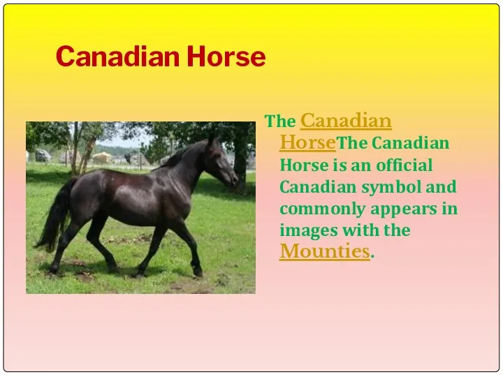 Canadian Horse The Canadian HorseThe Canadian Horse is an official
