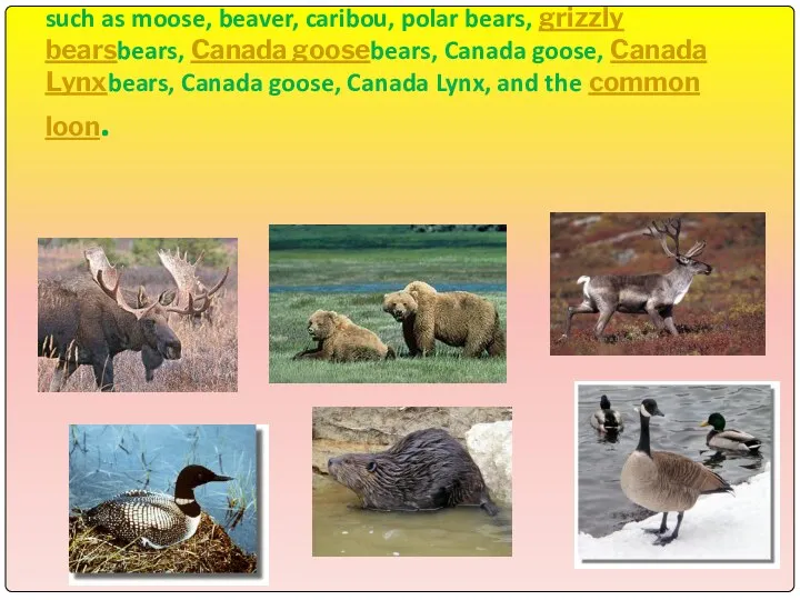 Animals Canada is known for its vast forests and mountain