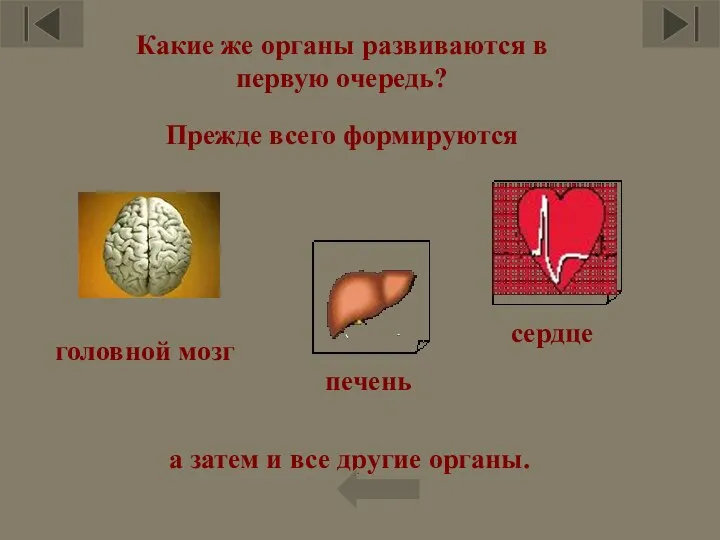 Какие же органы развиваются в первую очередь? Прежде всего формируются