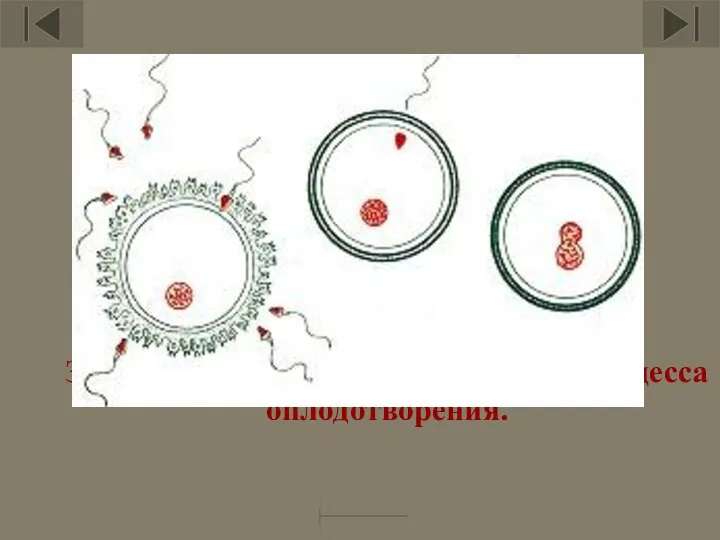 Зарождение человека начинается с процесса оплодотворения.