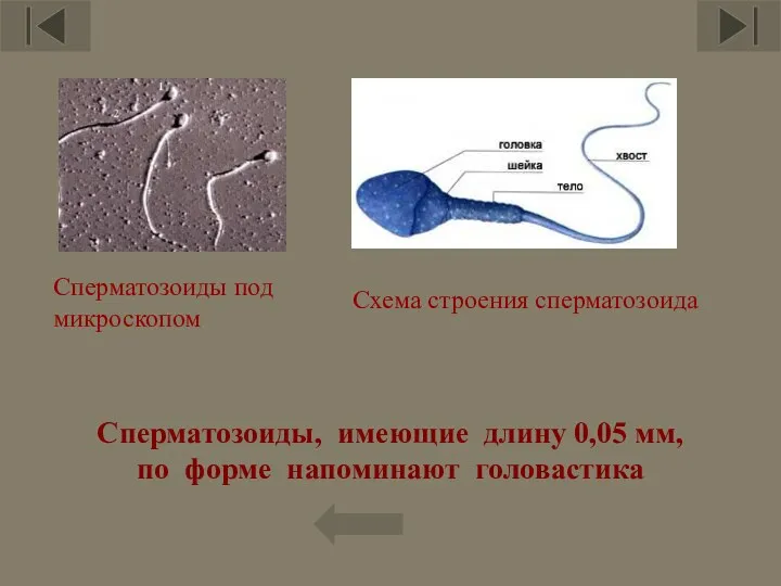 Сперматозоиды, имеющие длину 0,05 мм, по форме напоминают головастика Сперматозоиды под микроскопом Схема строения сперматозоида