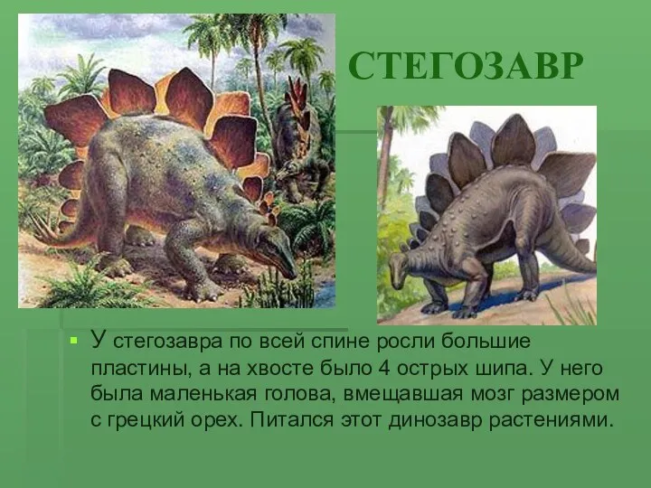 СТЕГОЗАВР У стегозавра по всей спине росли большие пластины, а на хвосте было
