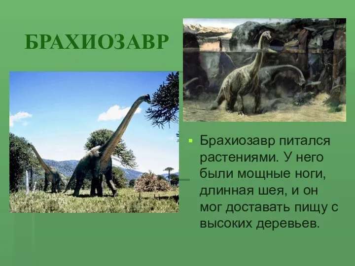 БРАХИОЗАВР Брахиозавр питался растениями. У него были мощные ноги, длинная шея, и он