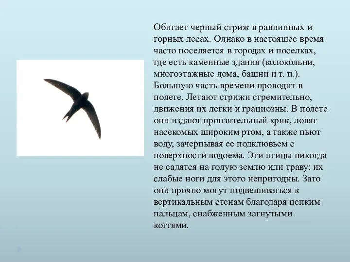 Обитает черный стриж в равнинных и горных лесах. Однако в