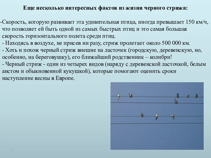 Еще несколько интересных фактов из жизни черного стрижа: Скорость, которую