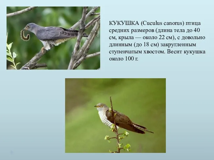 КУКУШКА (Cuculus canorus) птица средних размеров (длина тела до 40