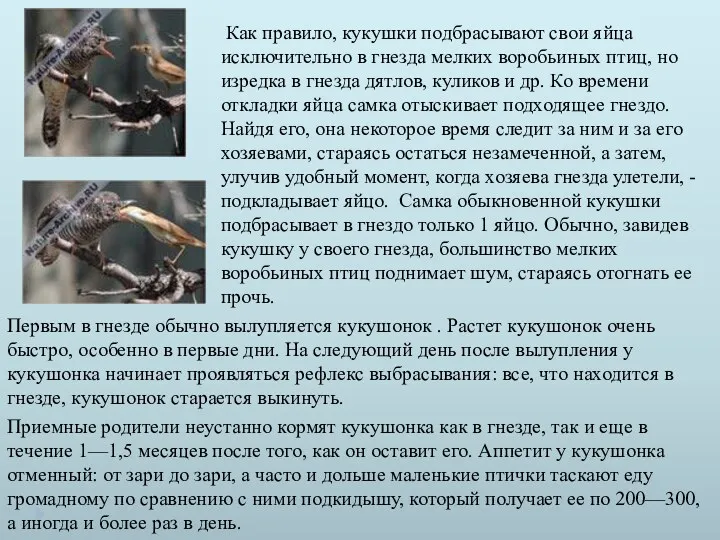 Как правило, кукушки подбрасывают свои яйца исключительно в гнезда мелких