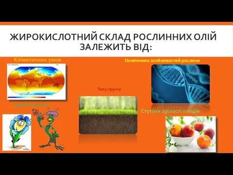 ЖИРОКИСЛОТНИЙ СКЛАД РОСЛИННИХ ОЛІЙ ЗАЛЕЖИТЬ ВІД: Кліматичних умов Типу ґрунту