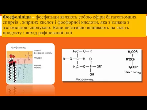 Фосфоліпіди – фосфатиди являють собою ефіри багатоатомних спиртів , жирних