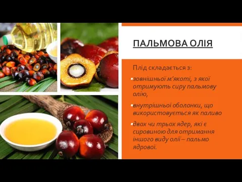 ПАЛЬМОВА ОЛІЯ Плід складається з: зовнішньої м’якоті, з якої отримують сиру пальмову олію,