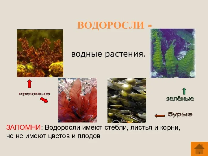 ВОДОРОСЛИ - водные растения. ЗАПОМНИ: Водоросли имеют стебли, листья и