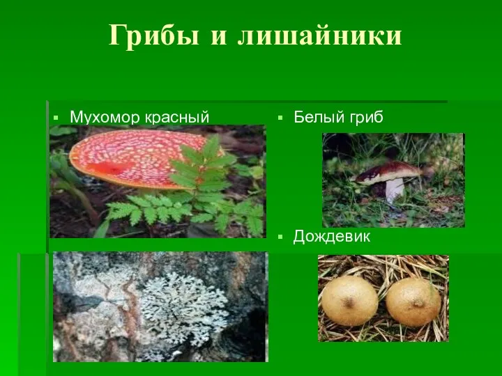 Грибы и лишайники Мухомор красный Белый гриб Дождевик