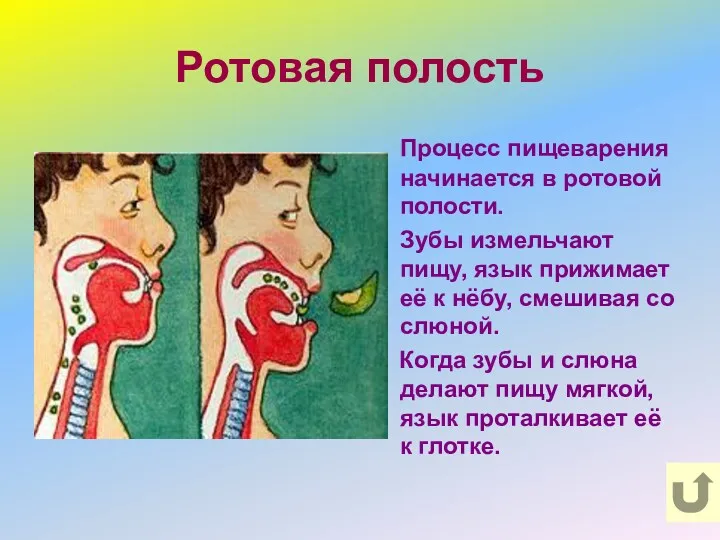 Ротовая полость Процесс пищеварения начинается в ротовой полости. Зубы измельчают