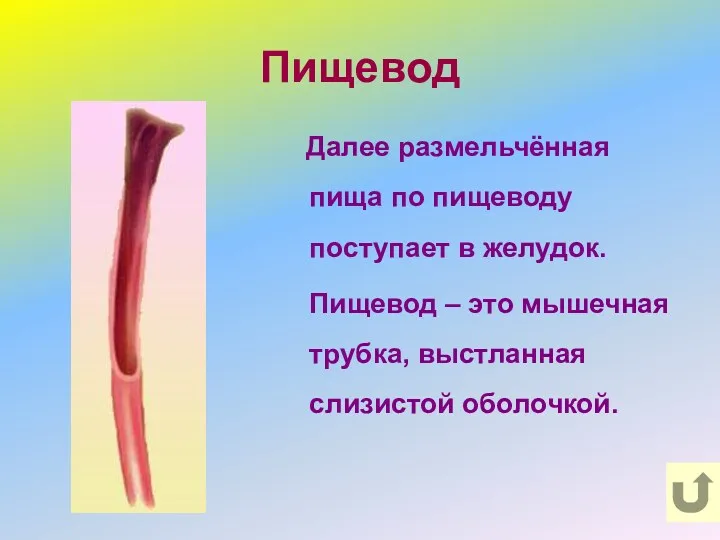 Пищевод Далее размельчённая пища по пищеводу поступает в желудок. Пищевод