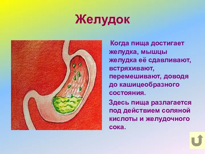 Желудок Когда пища достигает желудка, мышцы желудка её сдавливают, встряхивают,