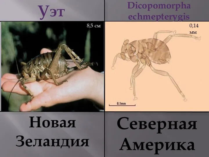 Уэта Dicopomorpha echmepterygis Новая Зеландия Северная Америка 8,5 см 0,14 мм