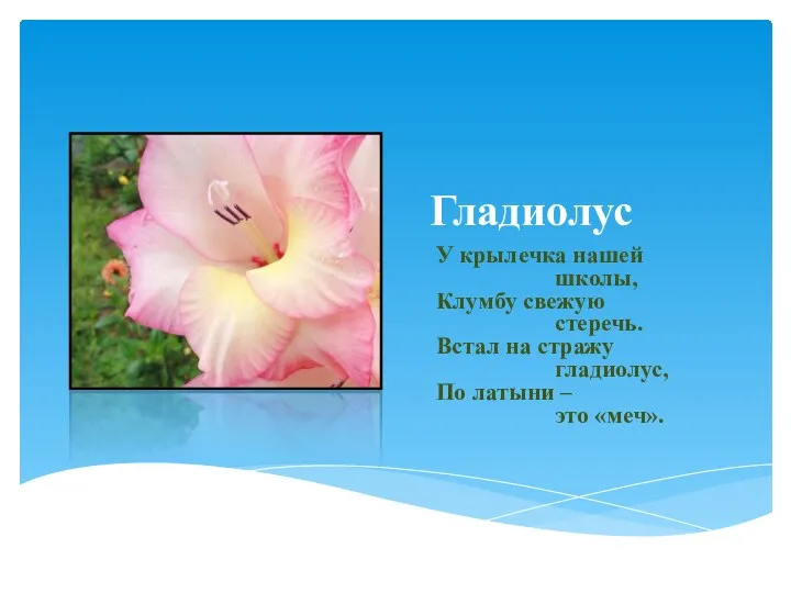 Гладиолус У крылечка нашей школы, Клумбу свежую стеречь. Встал на