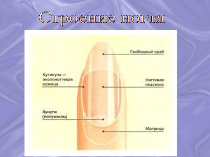 Строение ногтя