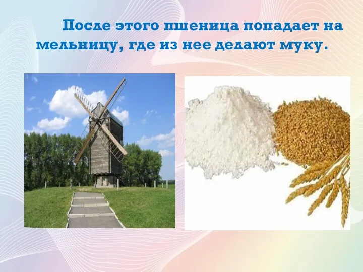 После этого пшеница попадает на мельницу, где из нее делают муку.