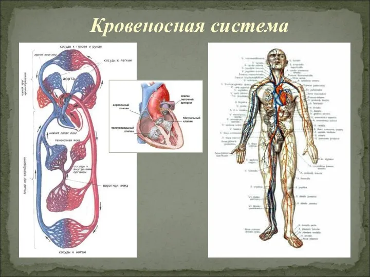 Кровеносная система