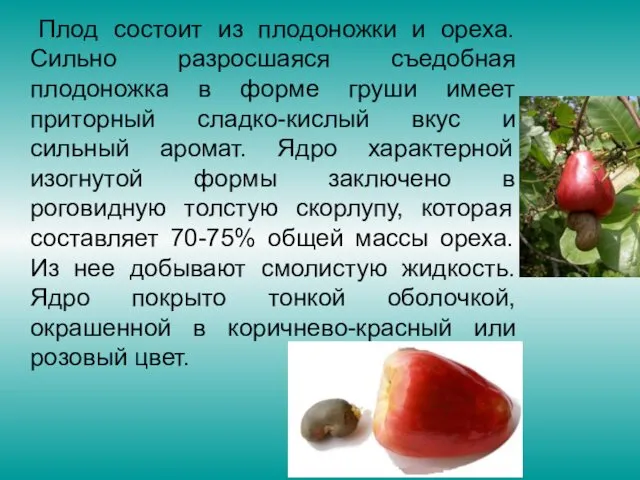 Плод состоит из плодоножки и ореха. Сильно разросшаяся съедобная плодоножка