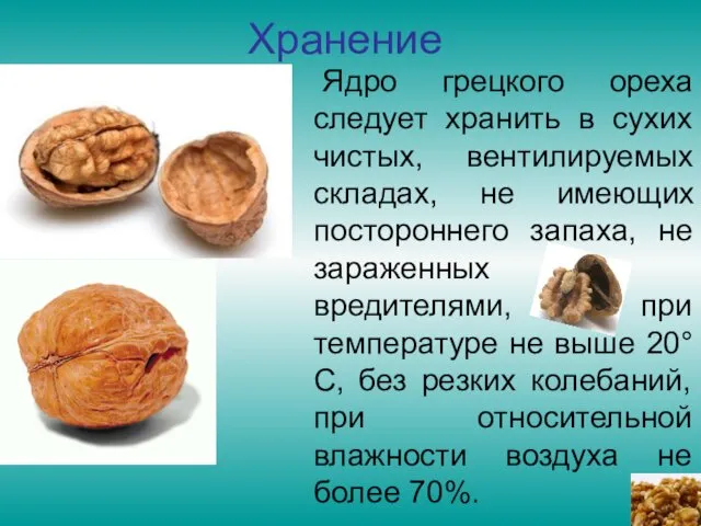 Хранение Ядро грецкого ореха следует хранить в сухих чистых, вентилируемых