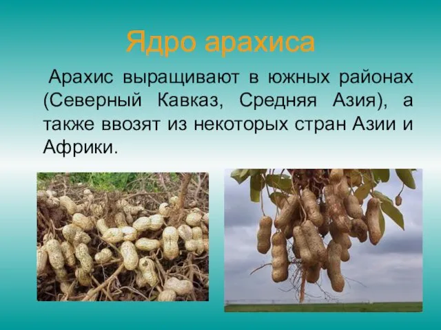 Ядро арахиса Арахис выращивают в южных районах (Северный Кавказ, Средняя