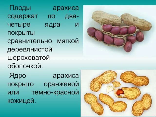 Плоды арахиса содержат по два-четыре ядра и покрыты сравнительно мягкой