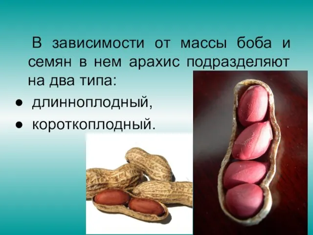 В зависимости от массы боба и семян в нем арахис подразделяют на два типа: длинноплодный, короткоплодный.