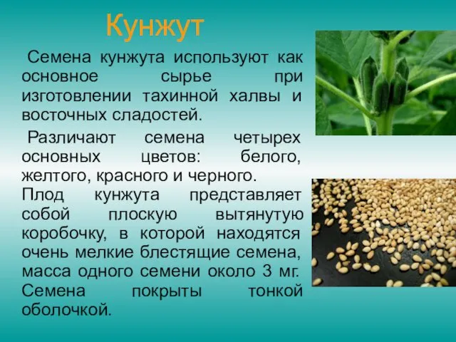 Кунжут Семена кунжута используют как основное сырье при изготовлении тахинной