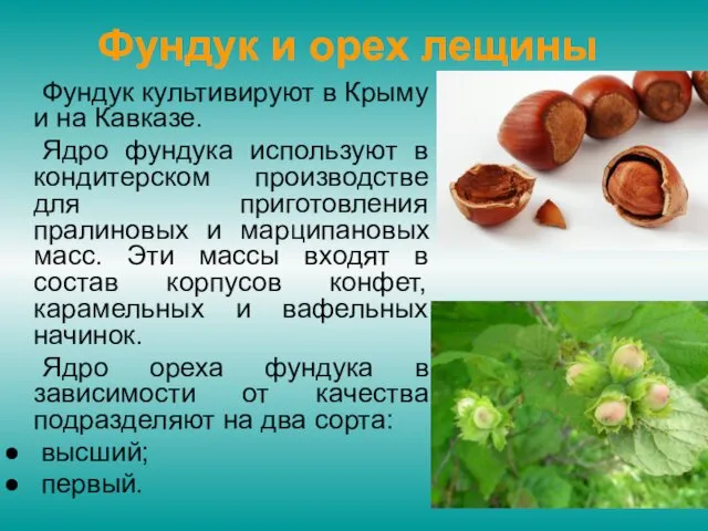 Фундук и орех лещины Фундук культивируют в Крыму и на