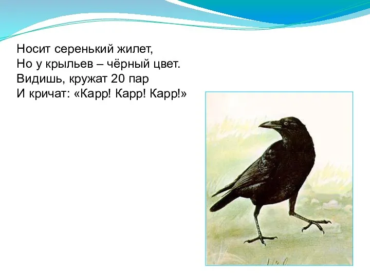 Носит серенький жилет, Но у крыльев – чёрный цвет. Видишь,