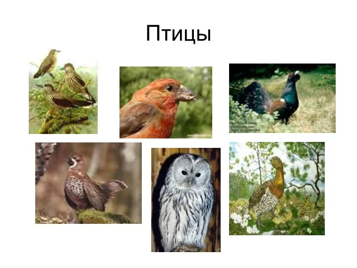 Птицы